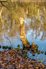 Obraz premium Autumn pictures with reflections in the water in autumn light