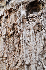 old Tree bark. Life, lumber.