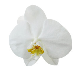 Naklejka na ściany i meble Beautiful big or white orchid isolated