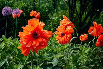 Closeup of flowering red poppies in a garden on a sunny summer day