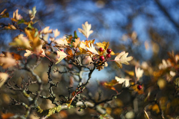 Herbstlaub