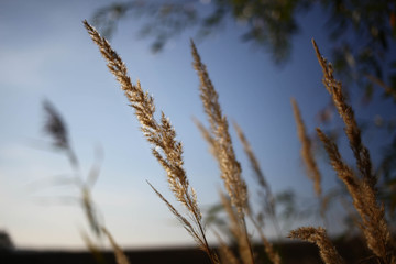 Fototapeta premium Schilf