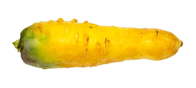 ripe organic central asian yellow carrot cut out