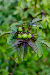 Details of planting fruit and ripening in the garden.