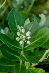 Telosma cordata flower in nature garden