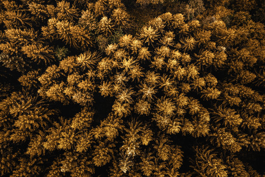 Herbst Wald von oben mit der Drohne fotografiert