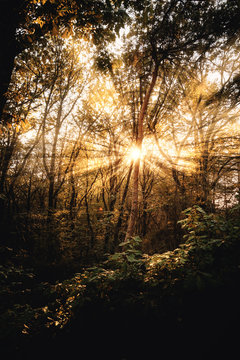 Sonne strahlt im Herbst durch den Wald zwischen B&auml;umen durch