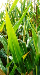 Fototapeta premium corn in the field