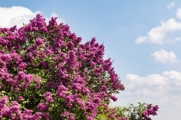 blossoming branch of a pink lilac