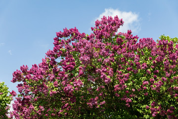 blossoming branch of a pink lilac