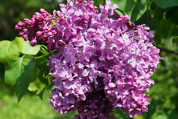 blossoming branch of a pink lilac