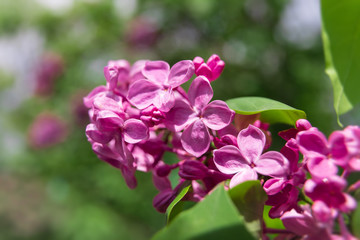 Fototapeta na wymiar blossoming branch of a pink lilac