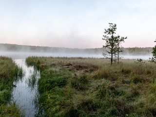 Scenic view from swamp , morning landscape with fog over a small forest lake and swamp  at autumn morning, frost, beautiful reflections, Driskina lake, Raiskums parish, Latvia