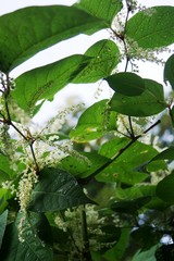 green leaves on tree