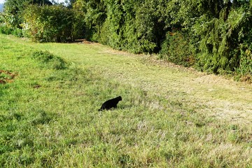 cat is looking after a mouse, Black cat outside mouse green field