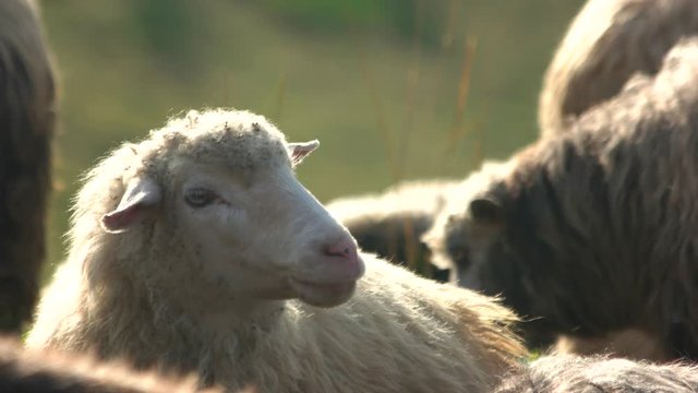 Cute sheep on pasture on a sunny day. Herd of farm sheeps close up. Domestic animals outdoors. Cattle breeding in countryside.