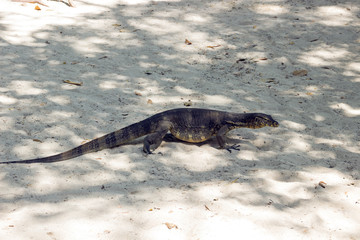 Big Dangerous Hunter Varan Crawling On The Sand