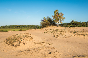 Dunes on the Narew River near the village of Wizna, Podlaskie, Poland