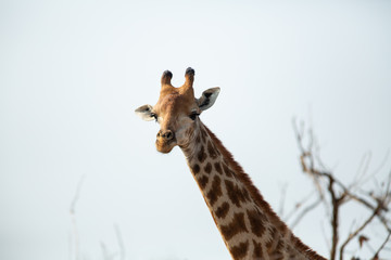 Giraffe chewing on bones. Also known as Osteophagia