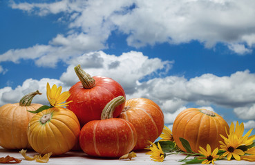 Autumn pumpkins and yellow flowers on background of blue sky with clouds. Copy space, halloween design.	