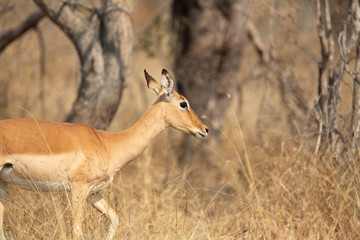 Impala walking through the african savanna 
