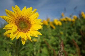 Fototapeta premium sonnenblume