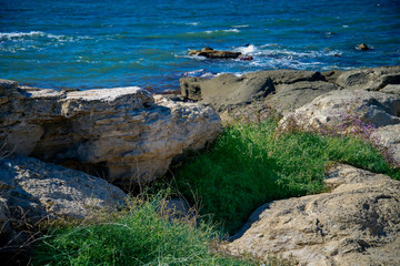 Растительность береговая