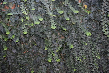 Texture. Wall.Grape. Vine.