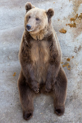 Brown bear at the zoo