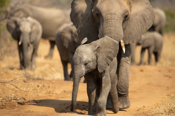 Breeding herd of elephant moving into the shade of a tree to rest up in the heat of spring