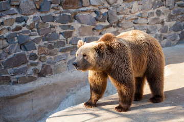 Brown bear at the zoo
