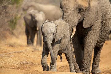 Naklejka premium Breeding herd of elephant moving into the shade of a tree to rest up in the heat of spring