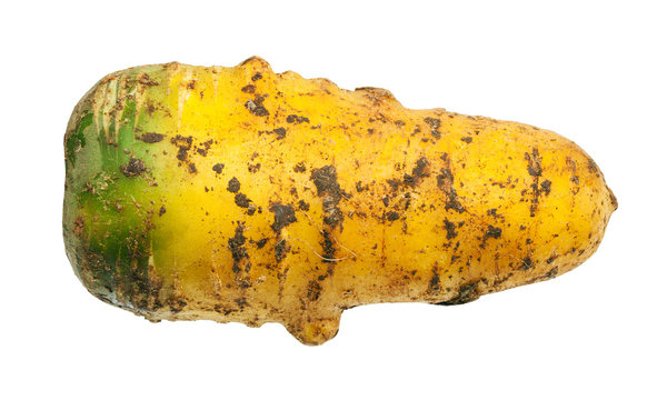 dirty organic uzbek yellow carrot isolated