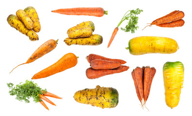 set of various organic carrot taproots isolated - obrazy, fototapety, plakaty