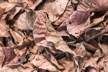 close up of dry leaves