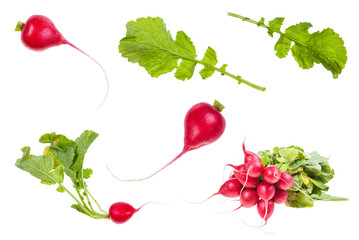 set of organic little red radish taproots isolated