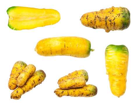 set of several organic yellow carrots isolated
