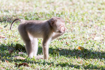 japanese macaque sitting on the ground