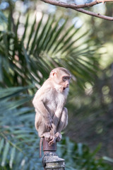 japanese macaque sitting on a tree