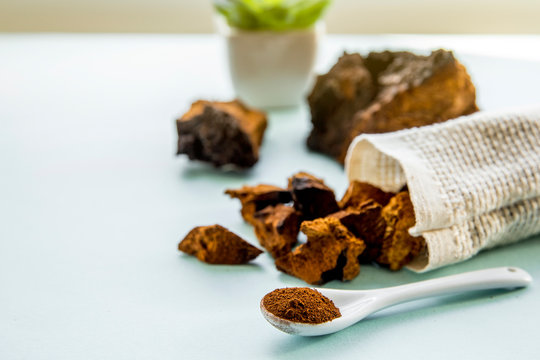 Side view of wild natural chaga mushroom, Inonotus obliquus powder and pieces for making tea and coffee on light blue background. Healthy herbal plant based medicinal food supplement concept.