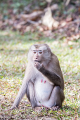 monkeys in thailand sitting on the floor