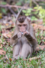 Baby monkey is eating food on the floor.