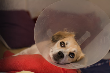 Sad little dog wearing collar neck in the shape of a cone, after operation