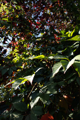 Thickets of decorative wild grapes in autumn in the sun