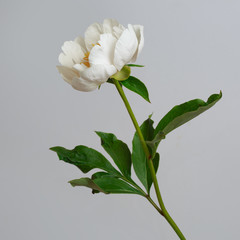 Tender white peony flower isolated on gray background.