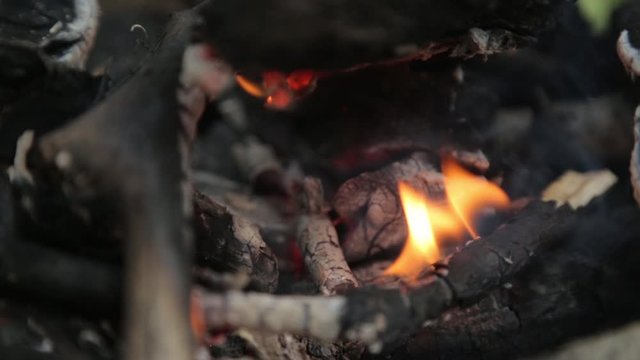  Burning branches on a picnic fire. Fire and coals in the forest in macro.