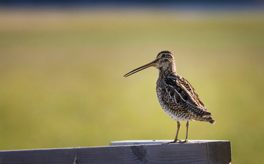 The common snipe (Gallinago gallinago).