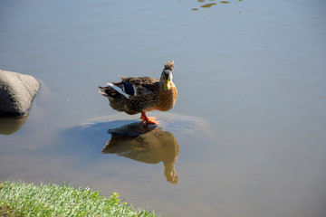 Waterfowl in the wild: Duck