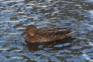 duck in water