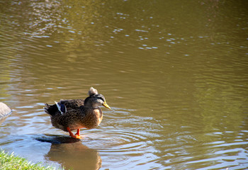 Waterfowl in the wild: Duck